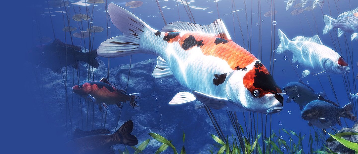 My Koi