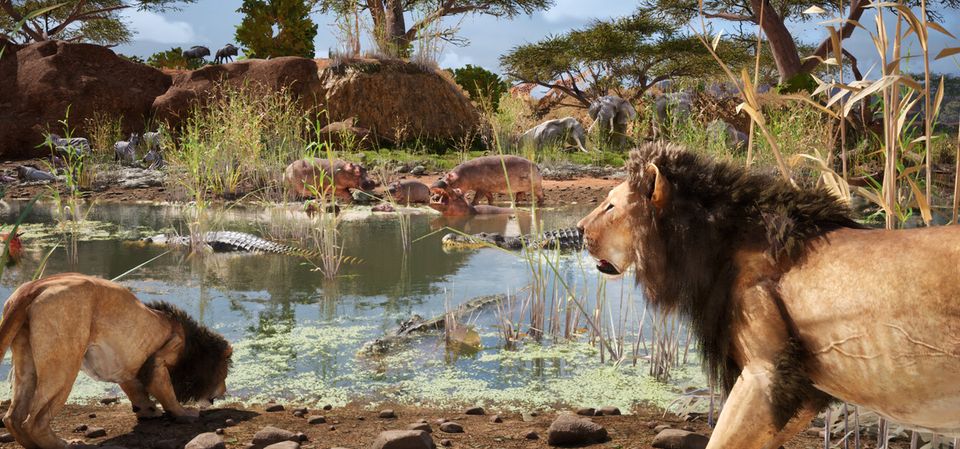 Animalia Survival