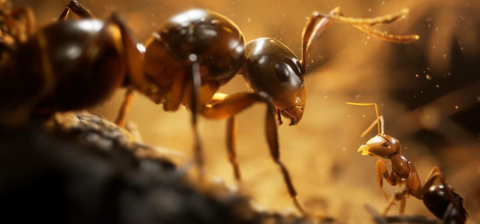 Empire of the Ants