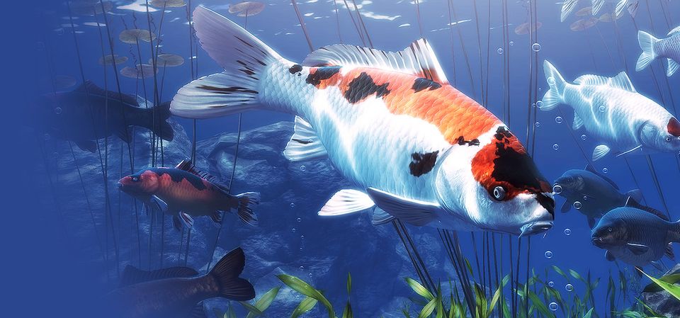 My Koi