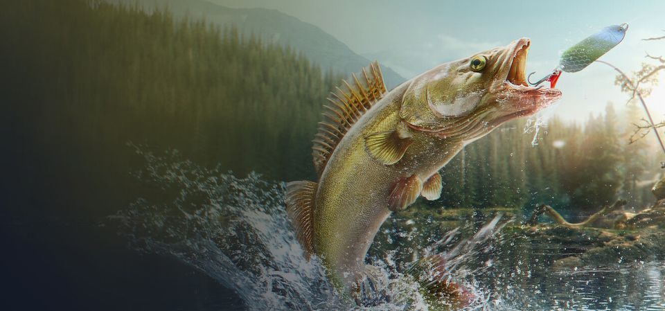 Professional Fishing 2